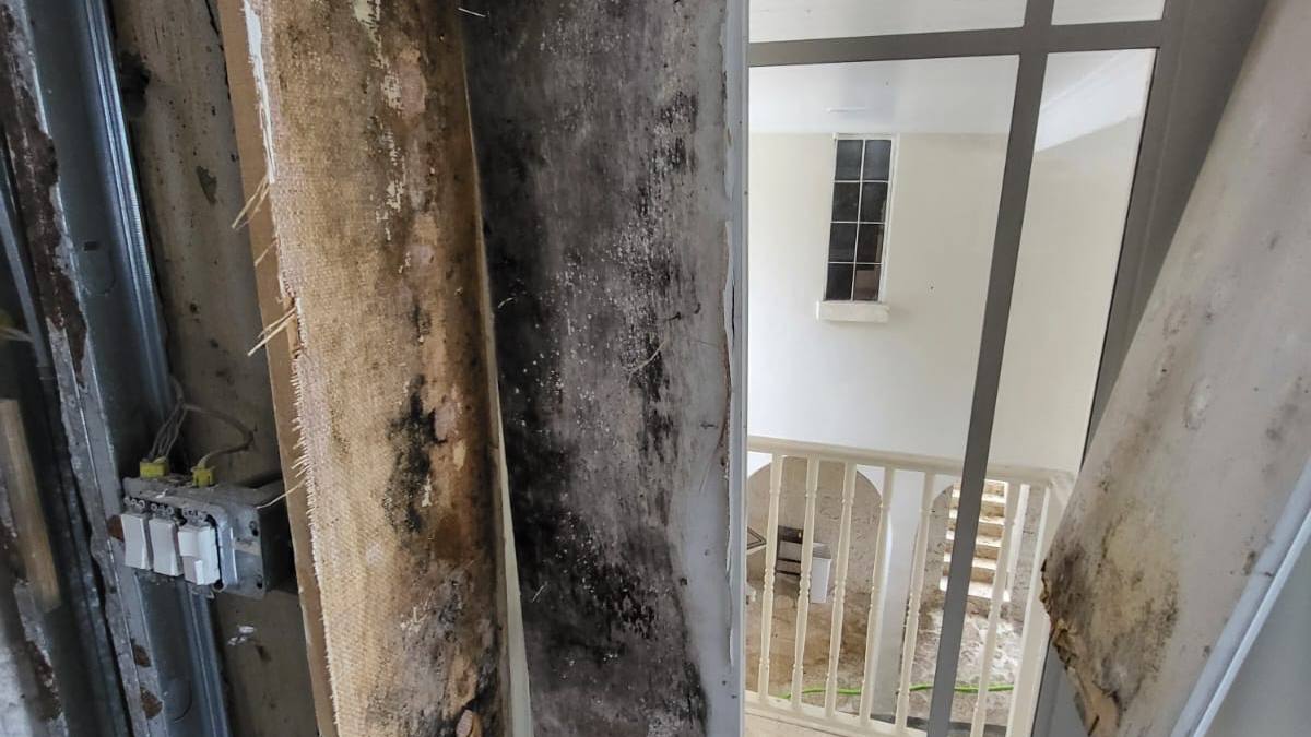 Toxic Mold Syndrome: Separating Fact from Fiction