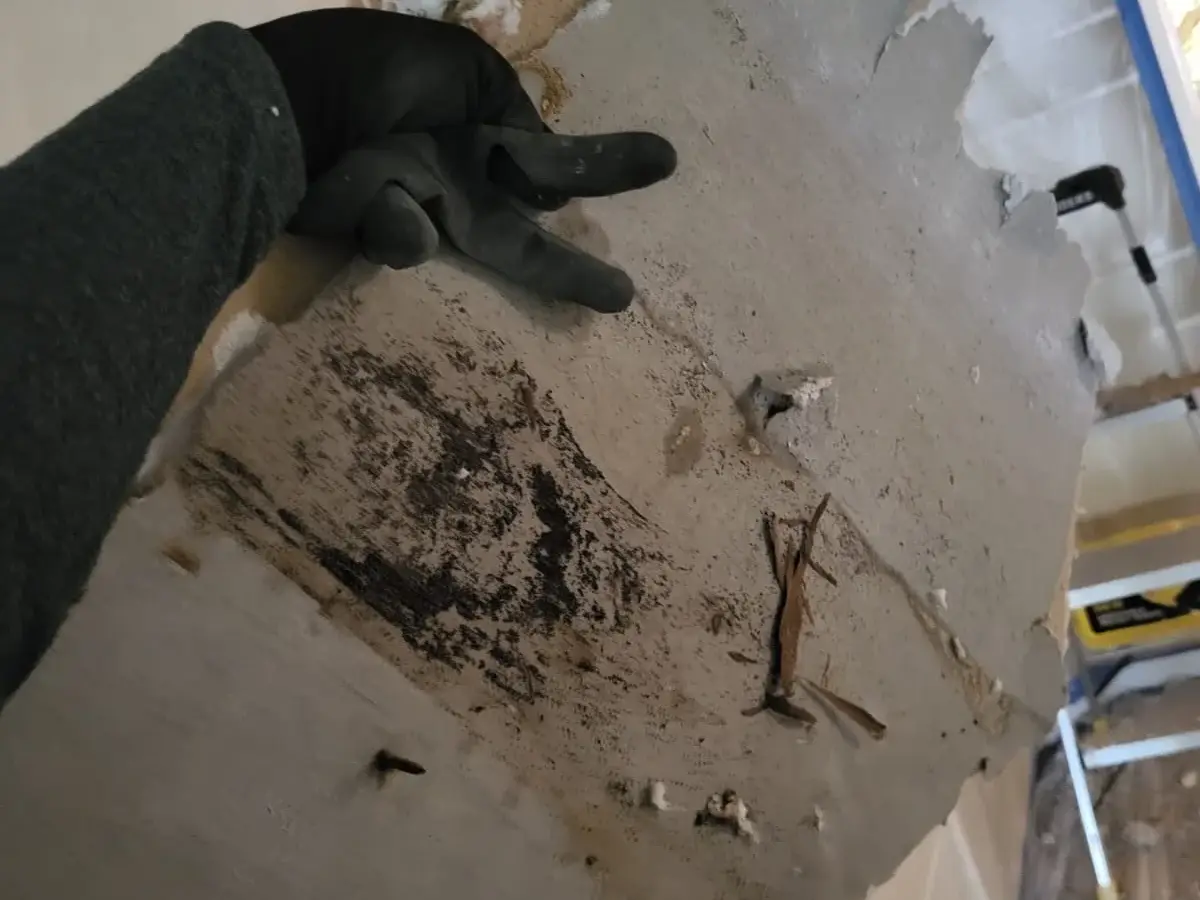 Mold remediation project in a Hollywood Florida home