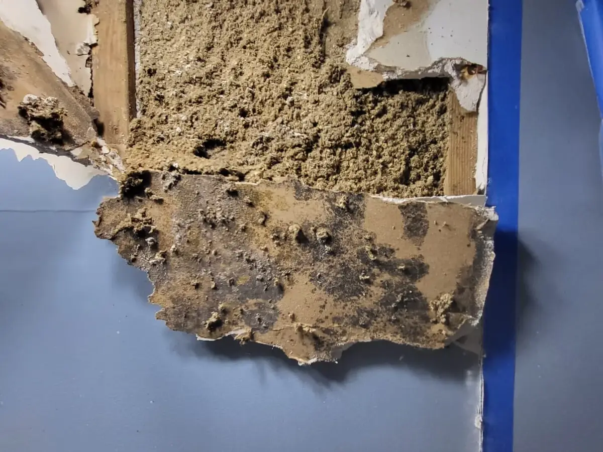 Mold discovered behind a wall through an inspection opening