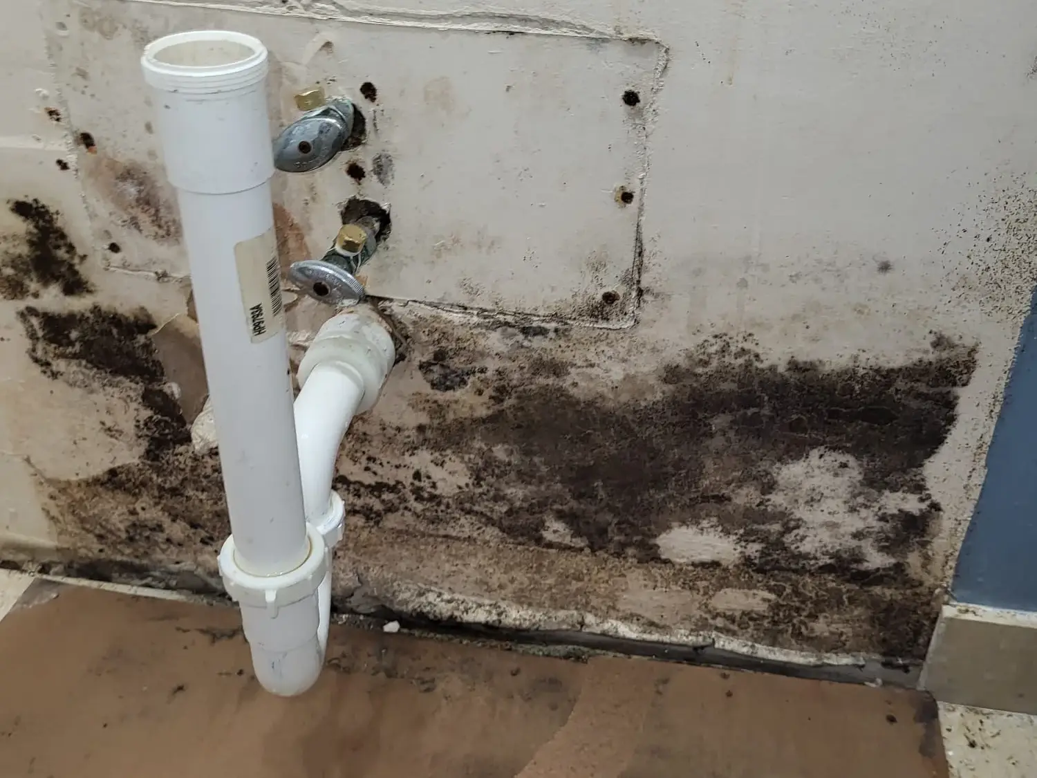 Bathroom mold remediation caused by a leaking pipe in Plantation Florida