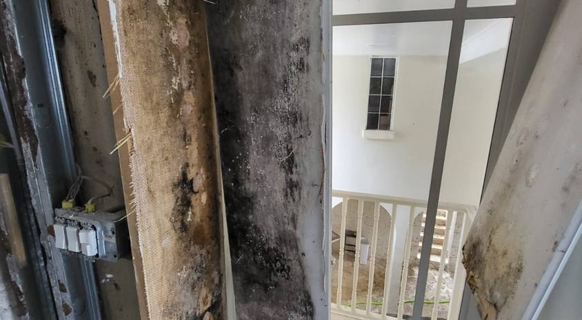 Toxic Mold Syndrome: Separating Fact from Fiction
