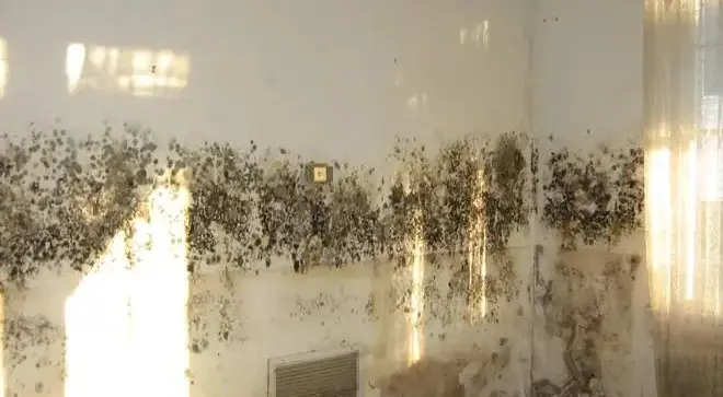 Mold growth on a wall surface requiring professional mold inspection and remediation