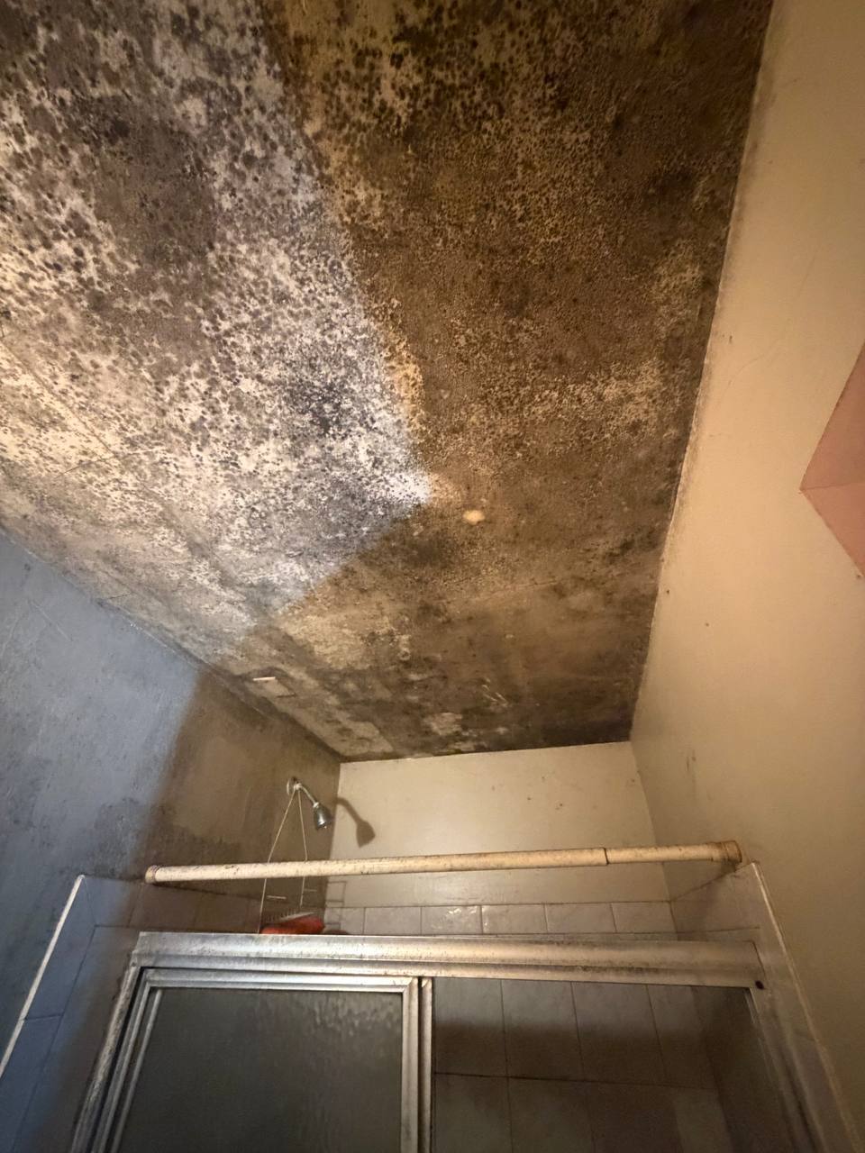 Mold inspection