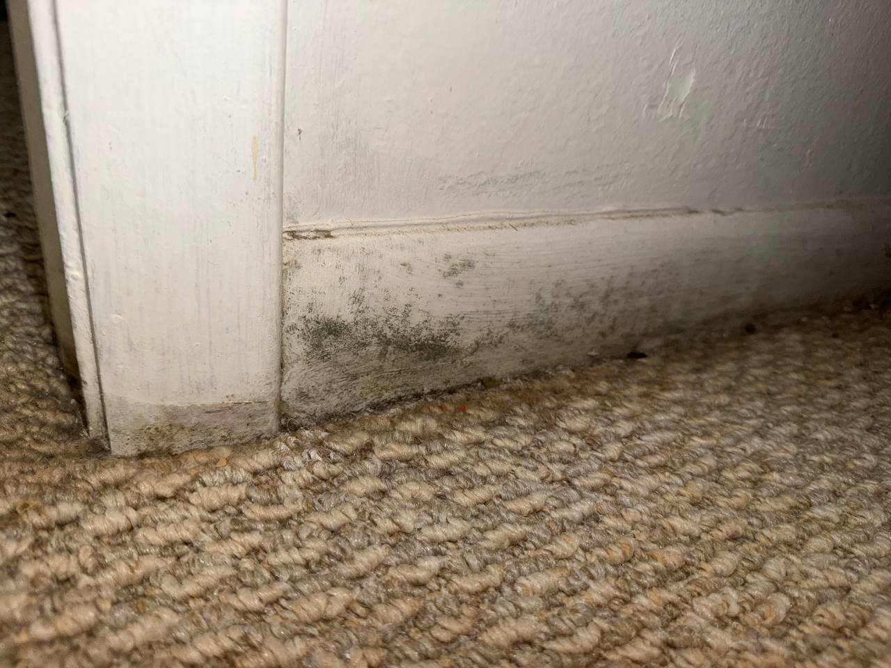 Visible mold spores along baseboard and carpet line