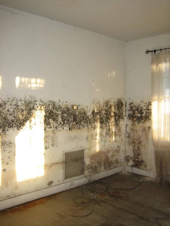 Visible Mold warning sign