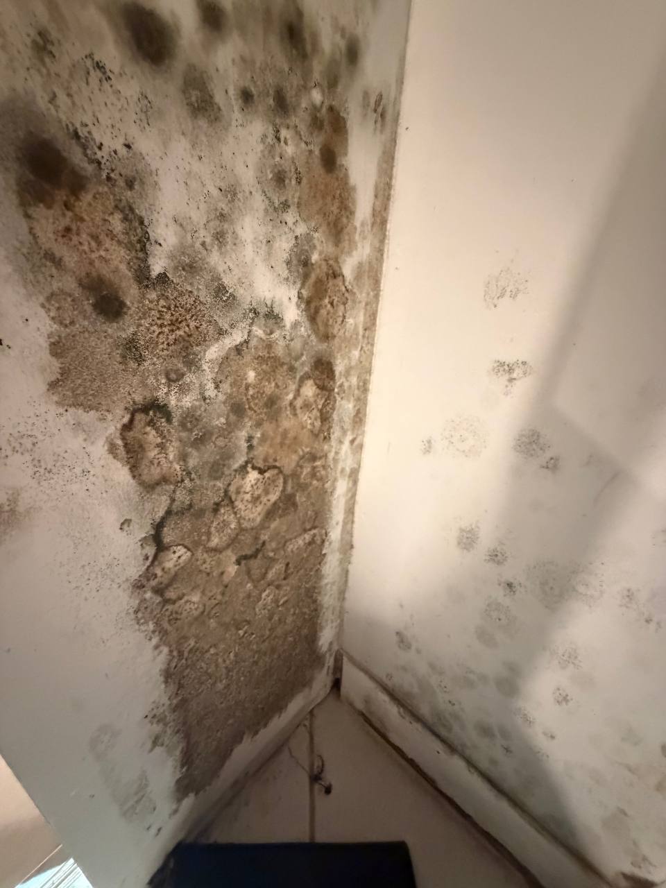Hidden mold spore colonies detected inside closet storage area