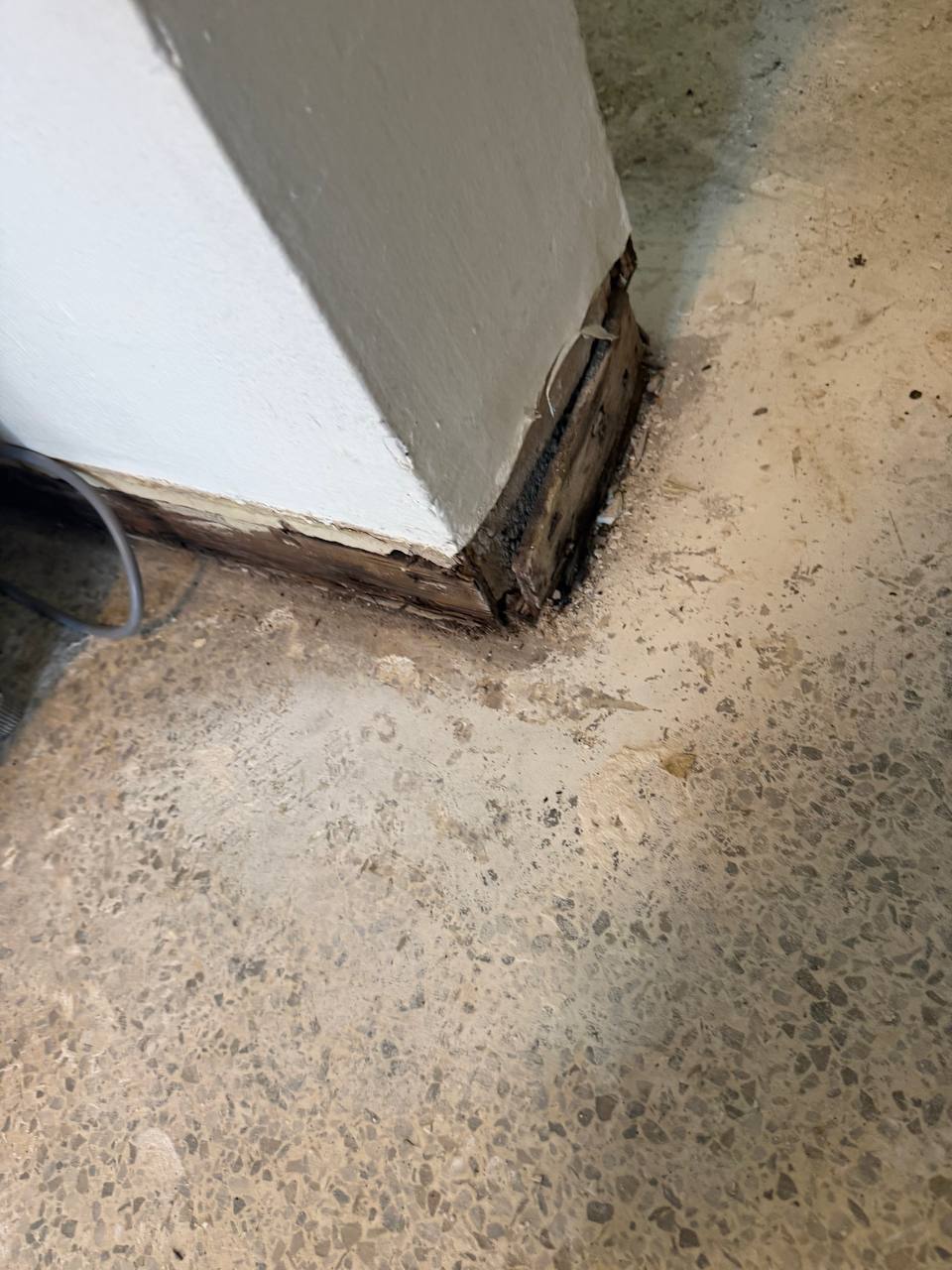 Extensive mold growth visible on interior wall cavity and framing studs