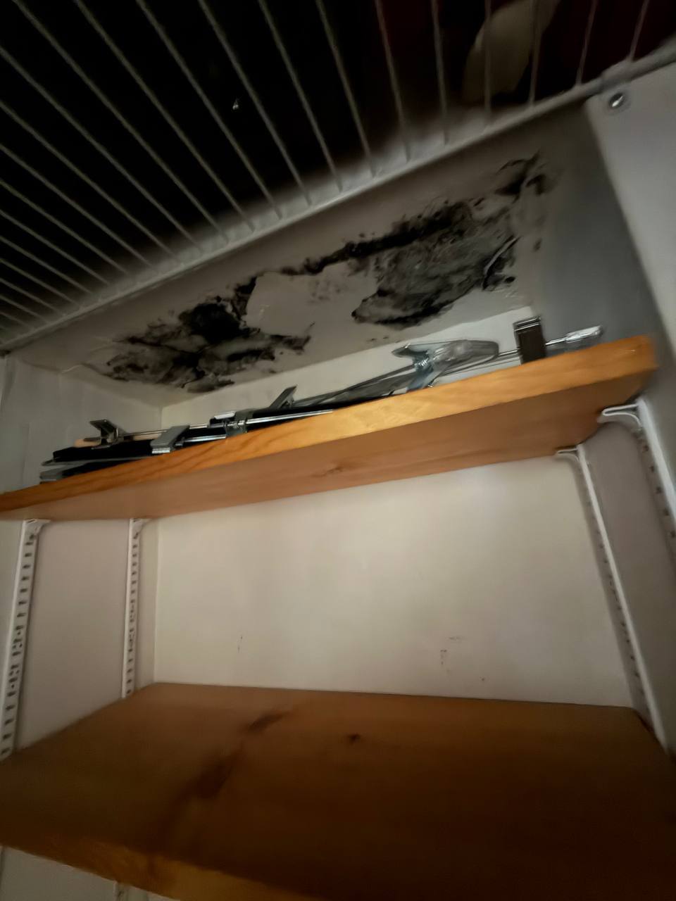 Heavy visible mold cluster on closet ceiling drywall above storage shelving