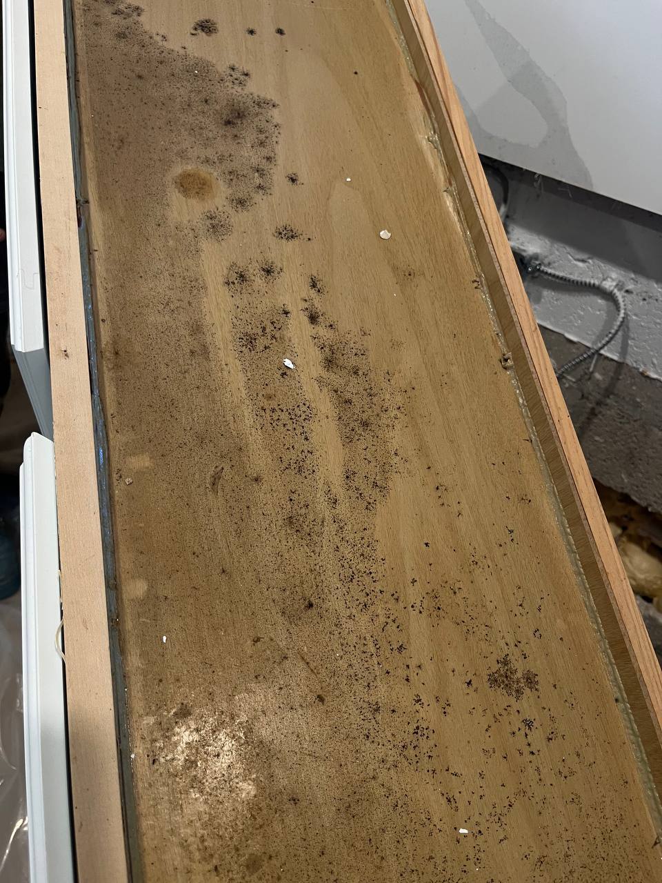 Heavy mold contamination exposed on wooden paneling behind kitchen cabinets