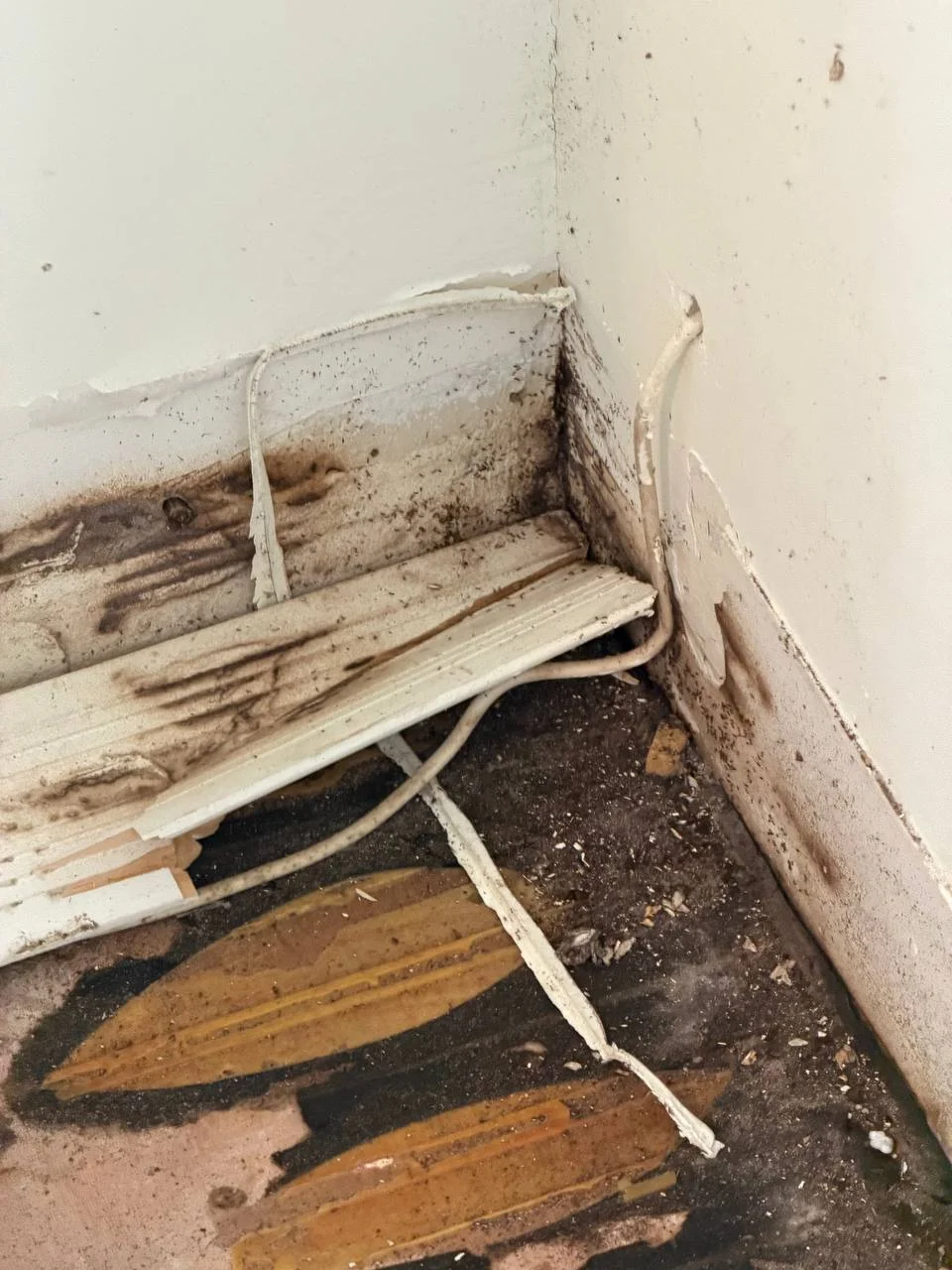 Damaged hardwood flooring removal during mold remediation