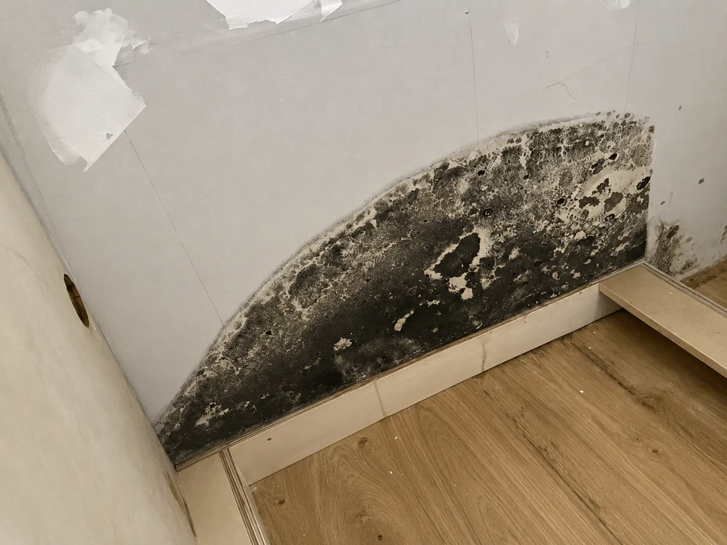 Black Mold Removal service hero image in South Florida