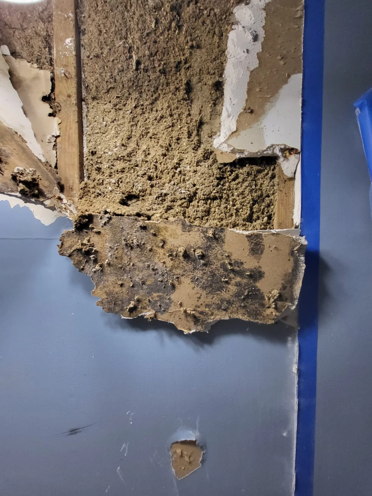 Mold discovered behind a wall through an inspection opening