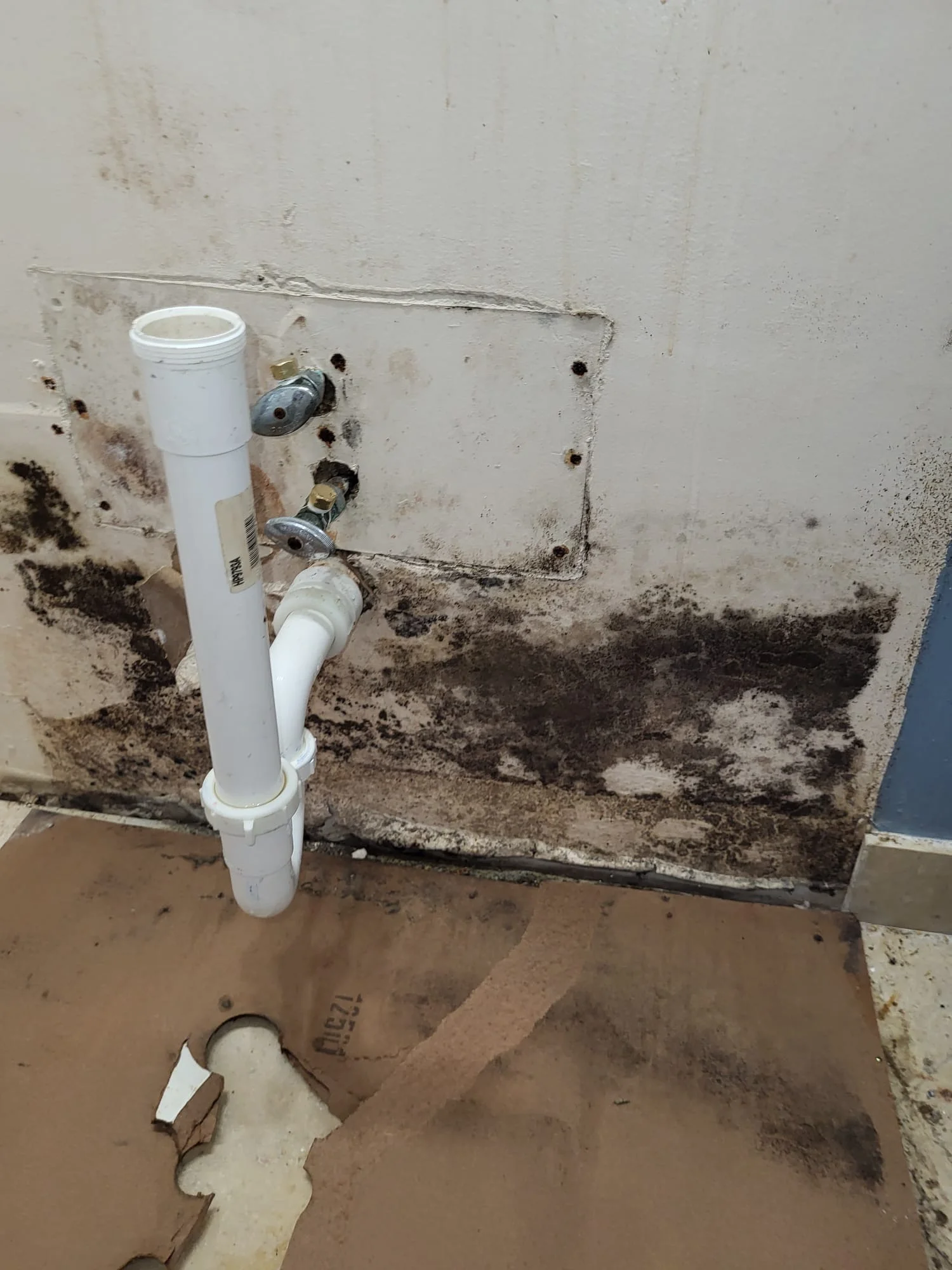 Bathroom mold remediation caused by a leaking pipe in Plantation Florida