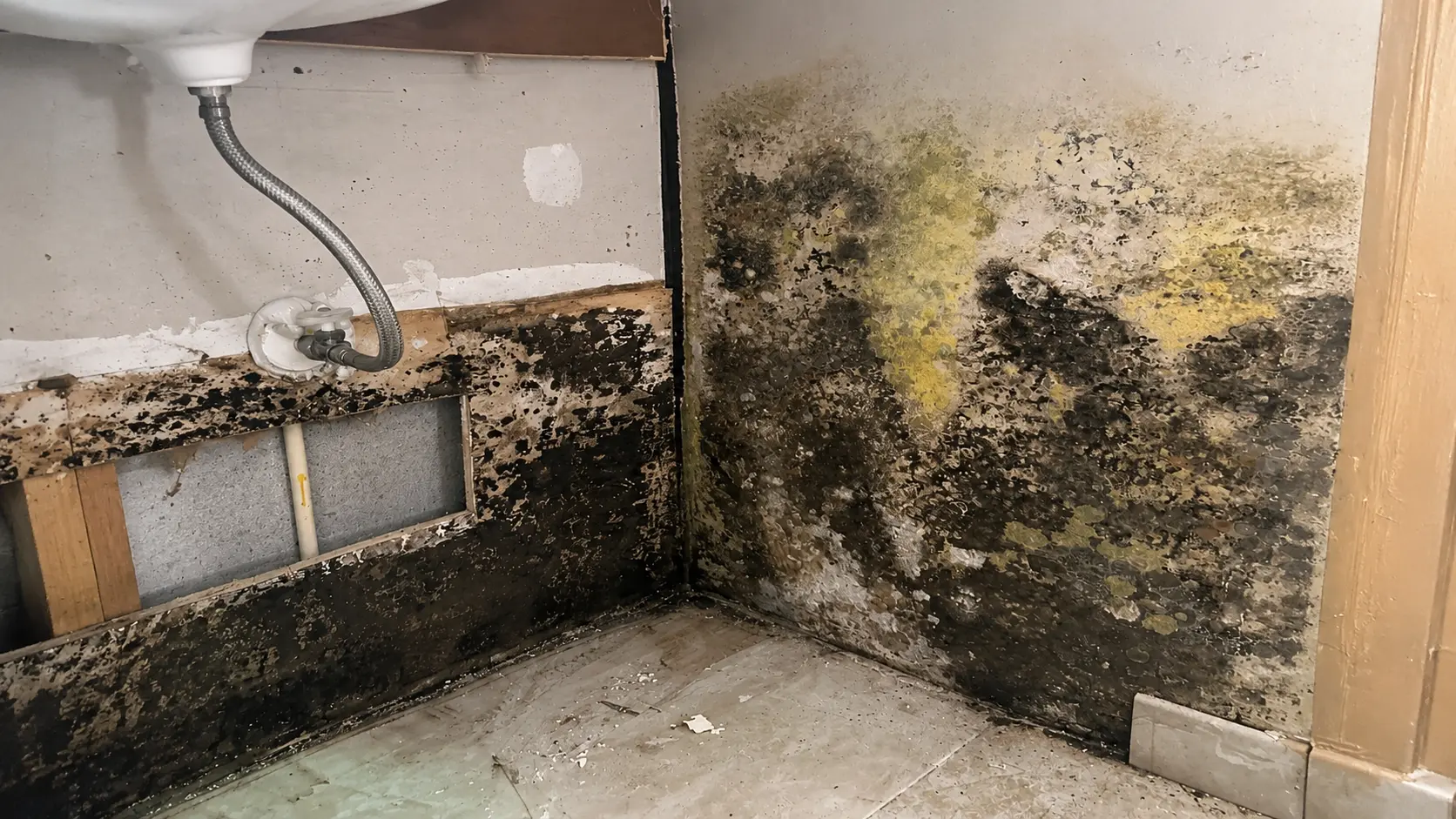 Mold Removal service hero image in South Florida